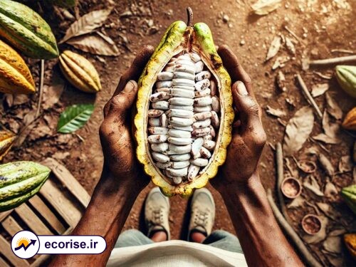 میوه کاکائو