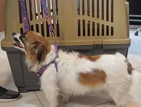 گام به گام ارسال پت از ایران