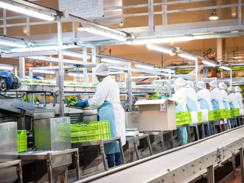 قیمت تولیدکننده اسپانیا