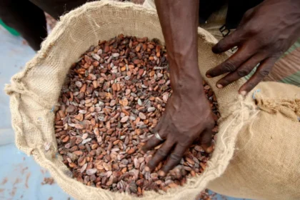 دانه های میوه کاکائو