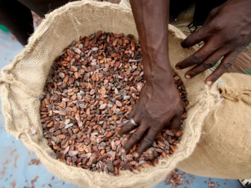 دانه های میوه کاکائو